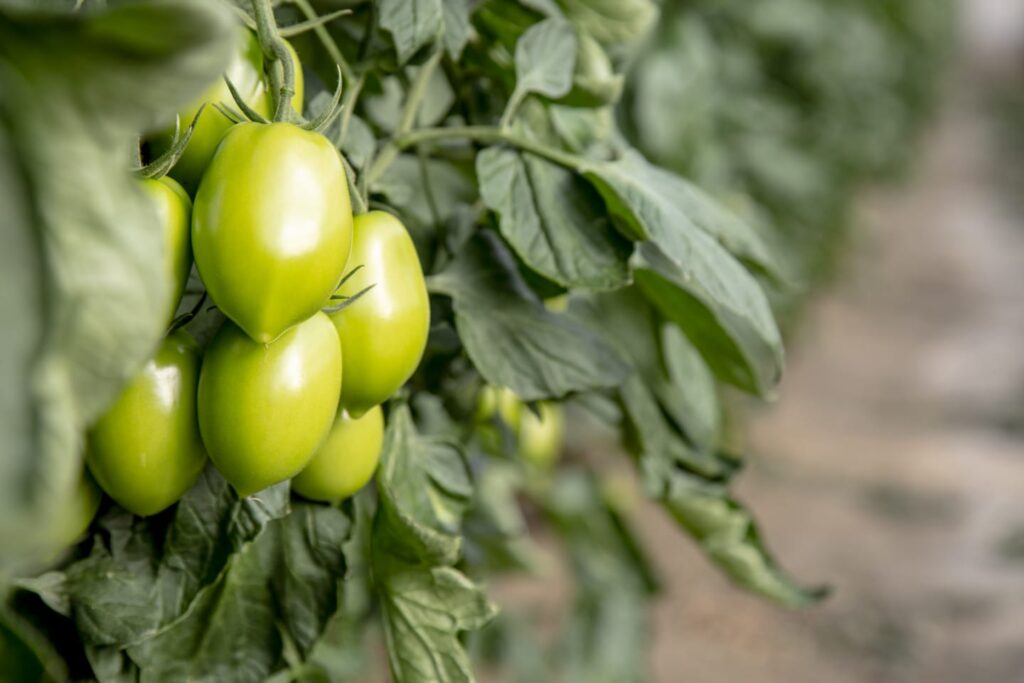 Cultivo de tomates